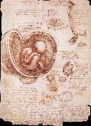 LEONARDO da Vinci The embryo in the Uterus Sweden oil painting artist